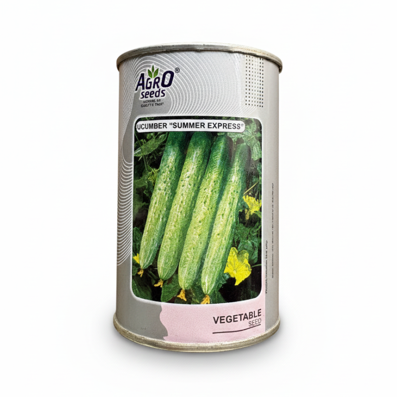 CUCUMBER "SUMMER EXPRESS"