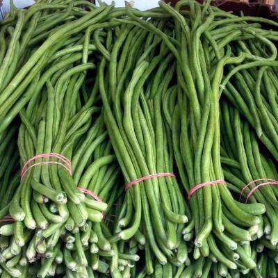 COWPEA - SBS. KASHIKA 6