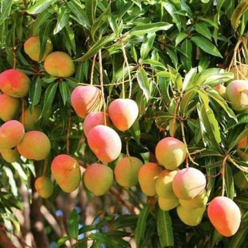 Baramasi Mango Plant – 12-Month Fruiting, Sweet & Juicy Variety