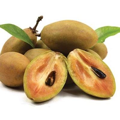 Chiku (Sapota) Fruit Plant