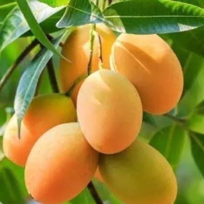 Baramasi Mango Plant – 12-Month Fruiting, Sweet & Juicy Variety