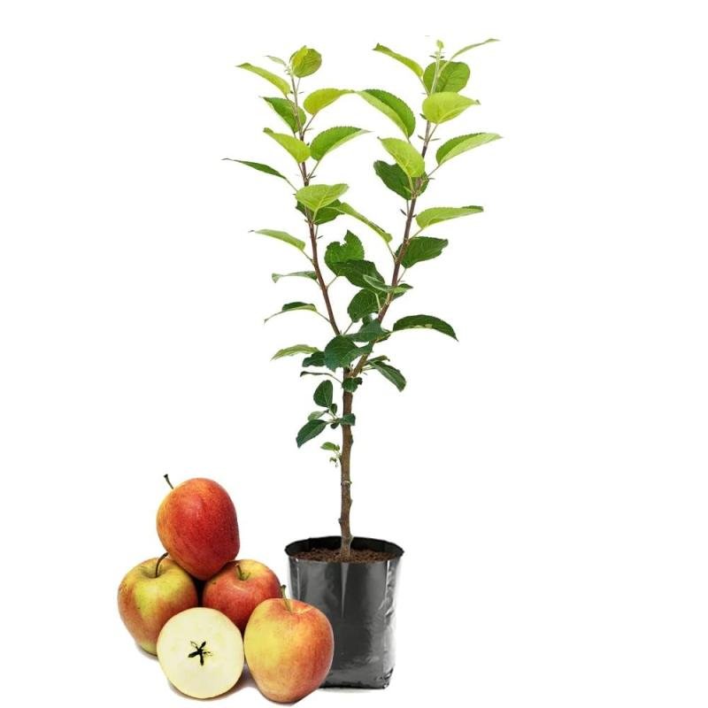 HRMN-99 Apple (HRM) Fruit Plant