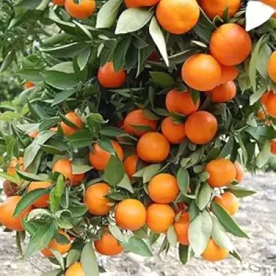 Orange (Santra) Fruit Plant