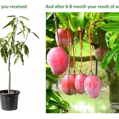 Taiwan Red Mango Plant – Exotic, High-Yield, Juicy & Vibrant Variety