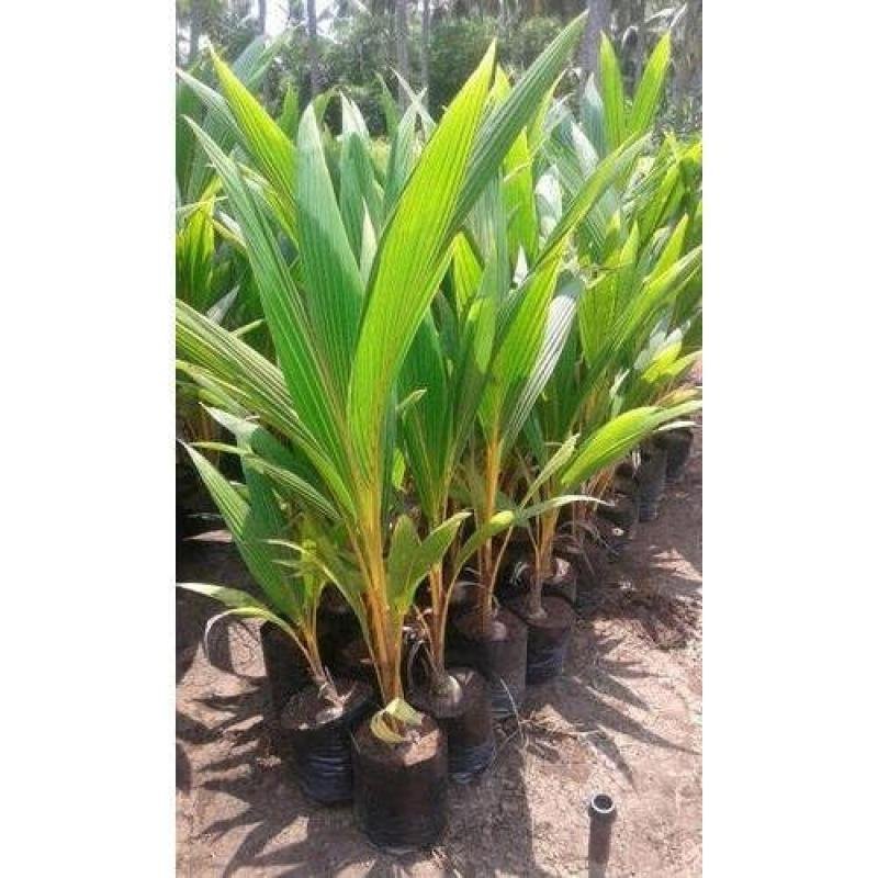 Coconut (Nariyal) Plant