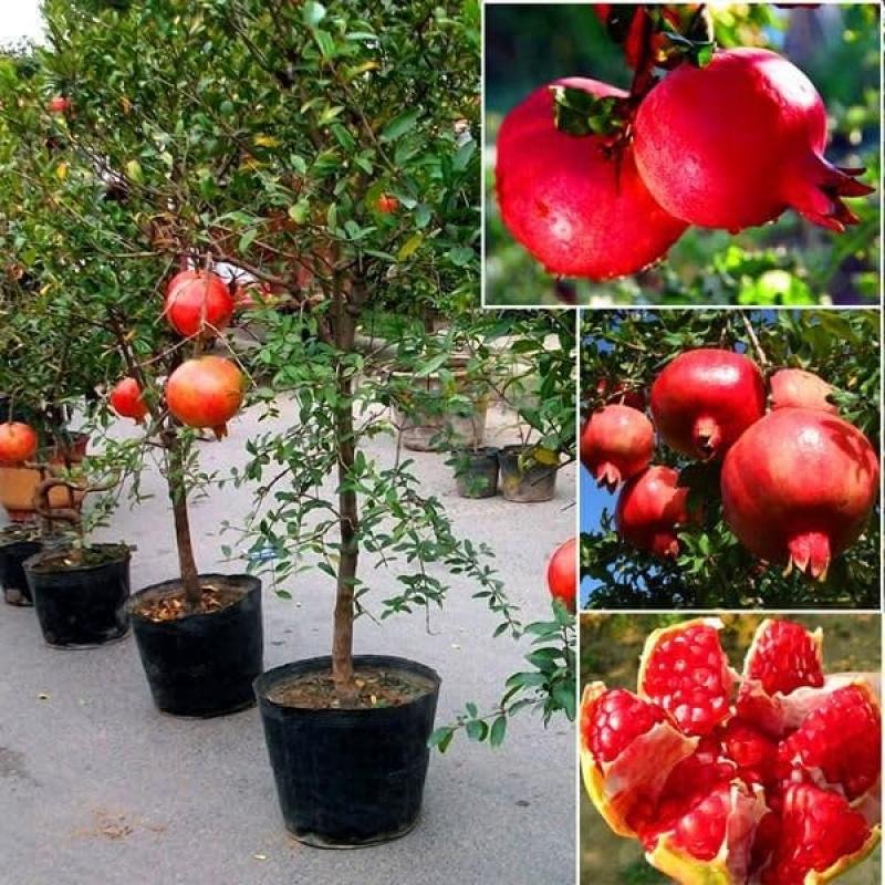 Anar (Pomegranate) Fruit Plant