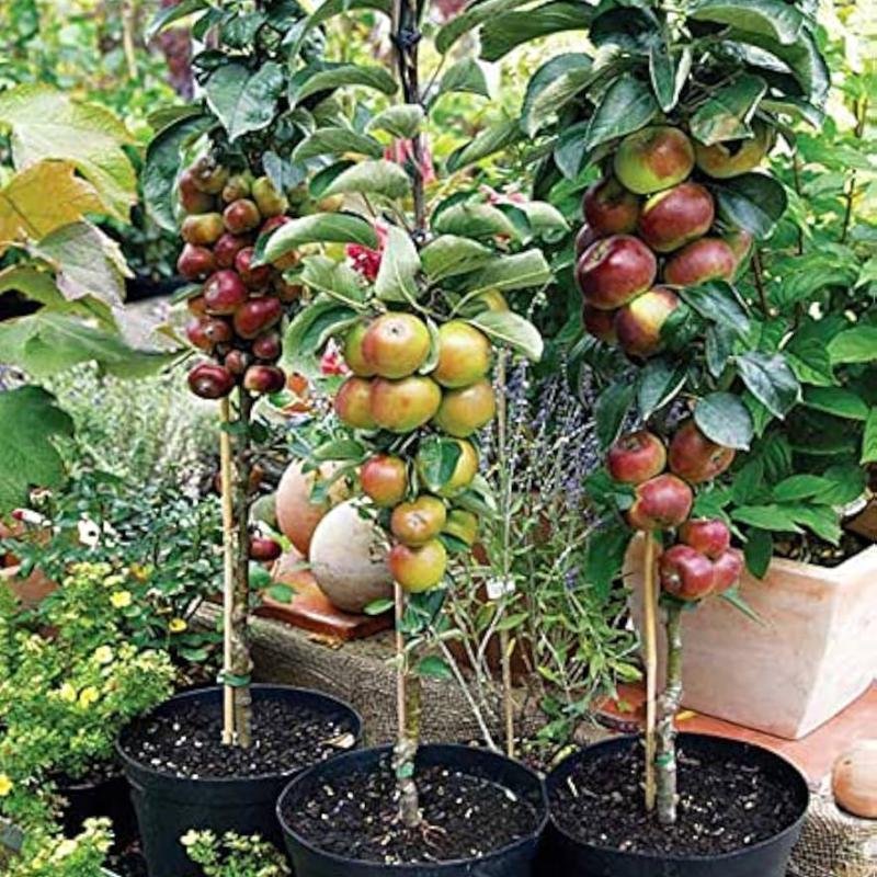 HRMN-99 Apple (HRM) Fruit Plant