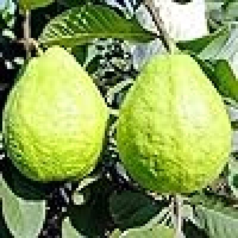 Guava (Amrood) Fruit Plant