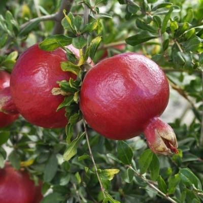 Anar (Pomegranate) Fruit Plant