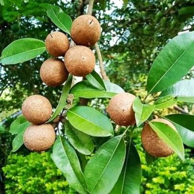Chiku (Sapota) Fruit Plant