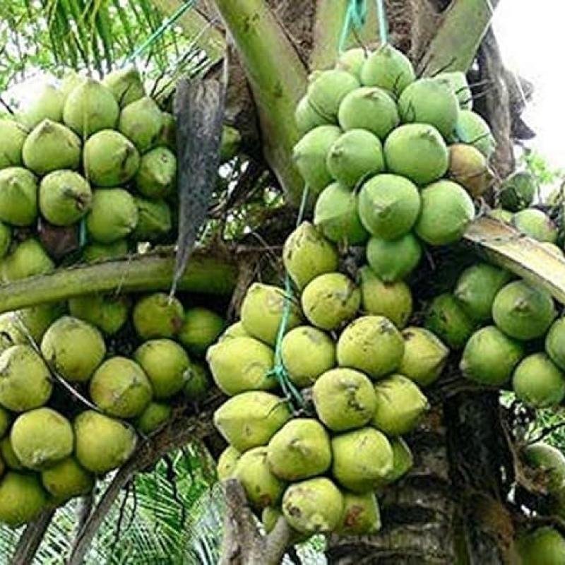 Coconut (Nariyal) Plant