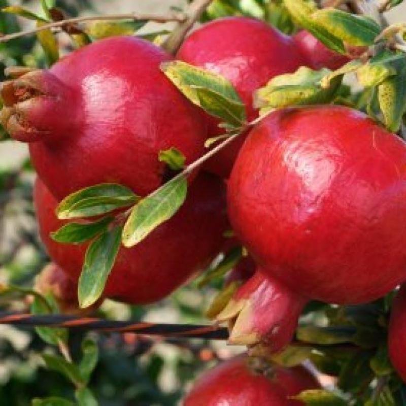 Anar (Pomegranate) Fruit Plant