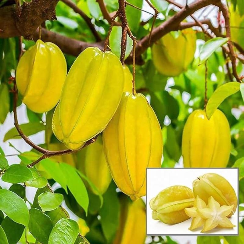 Carambola (Star Fruit) Plant
