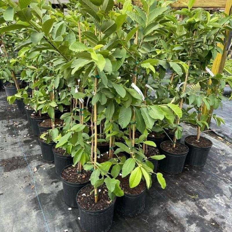 Guava (Amrood) Fruit Plant