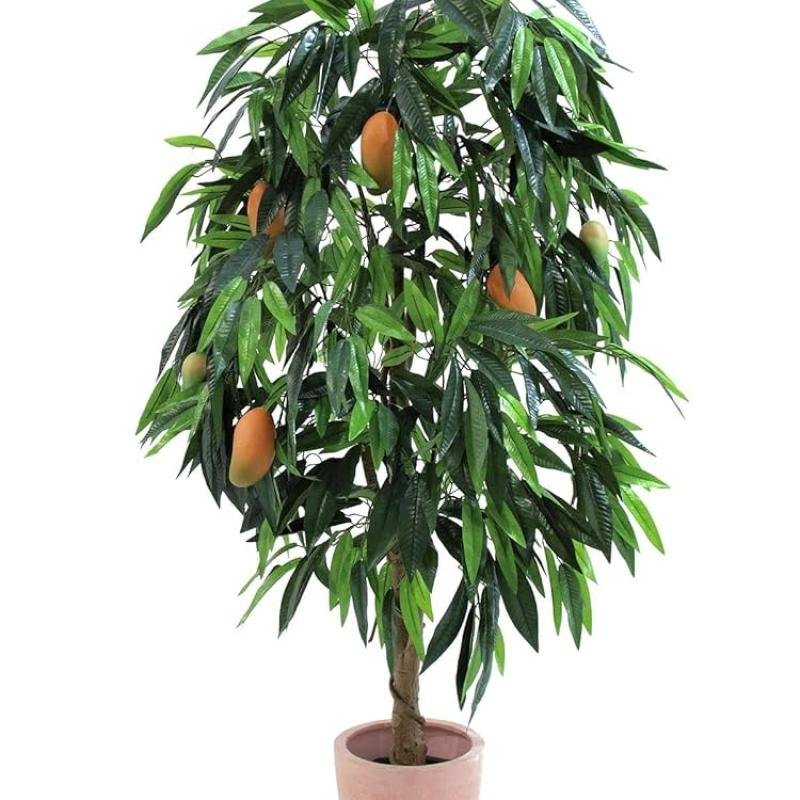 Baramasi Mango Plant – 12-Month Fruiting, Sweet & Juicy Variety