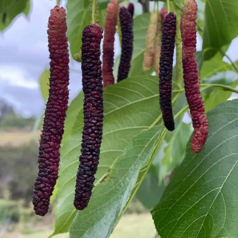 Shahtoot (Mulberry) Fruit Plant – Sweet, Fast-Growing & Highly Nutritious Variety