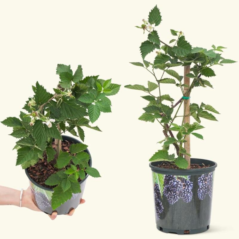 Blackberry Fruit Plant – High-Yielding, Sweet & Juicy Variety