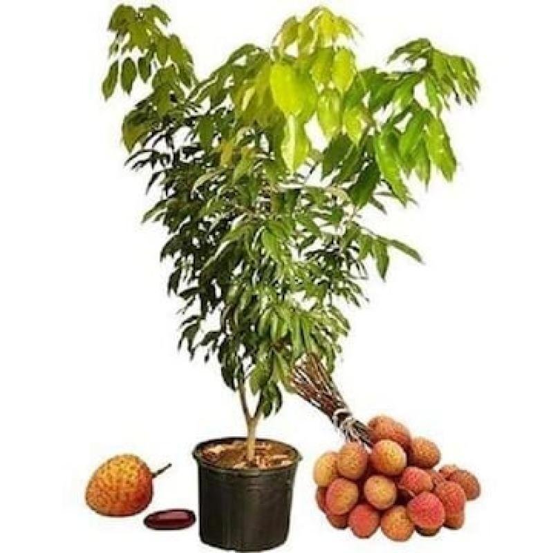 Litchi (Lychee) Fruit Plant – Juicy, Aromatic & Premium Quality Variety