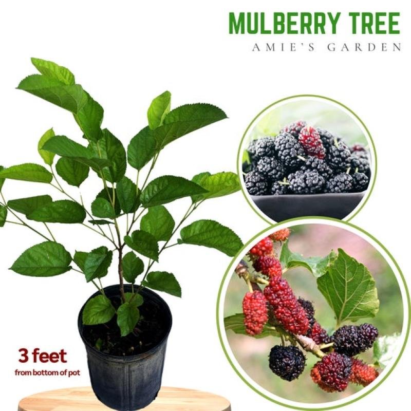 Shahtoot (Mulberry) Fruit Plant – Sweet, Fast-Growing & Highly Nutritious Variety