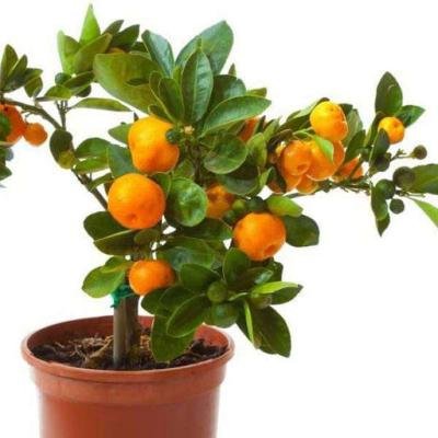 Orange (Santra) Fruit Plant