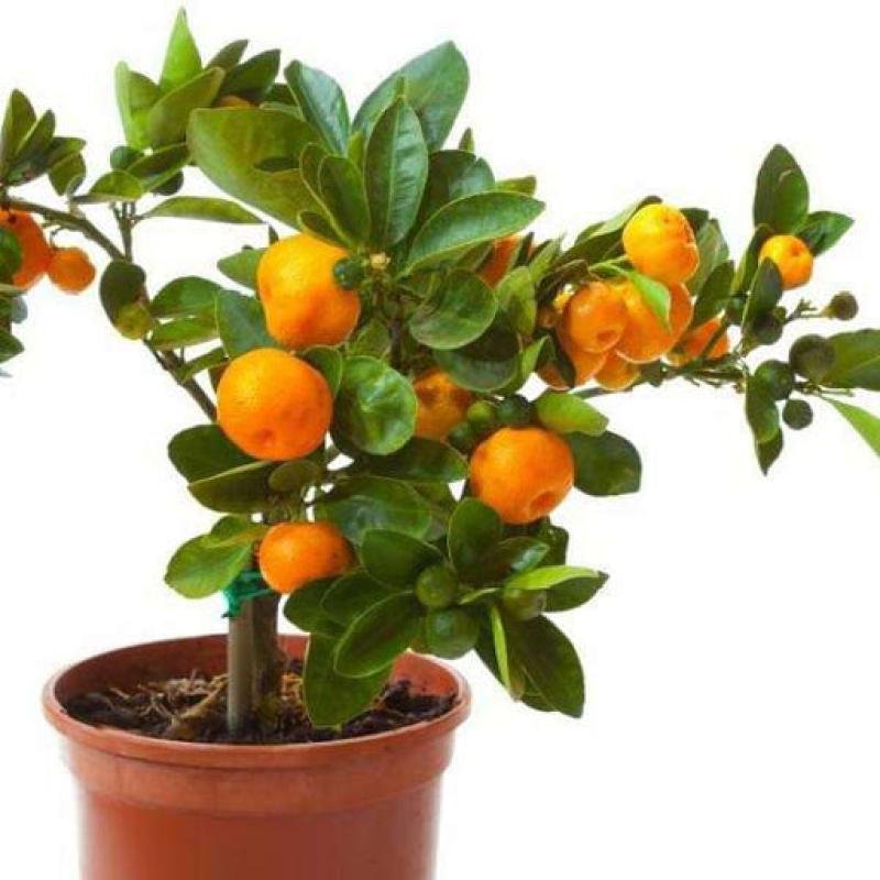 Orange (Santra) Fruit Plant