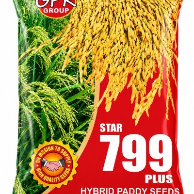 Star 799 Plus Hybrid Paddy Seeds | Premium High Yield Rice Seeds