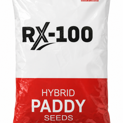 Foxtel RX-100 Hybrid Paddy Seeds