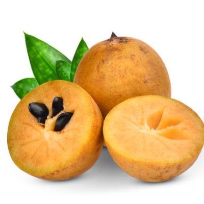 Chiku (Sapota) Fruit Plant