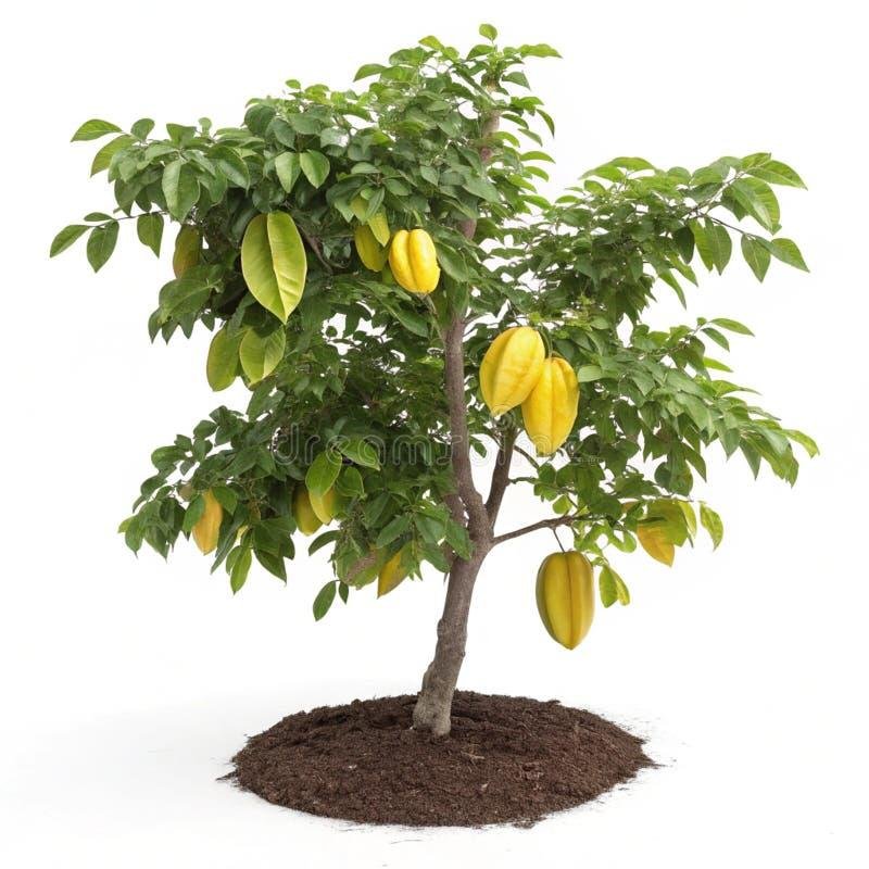Carambola (Star Fruit) Plant