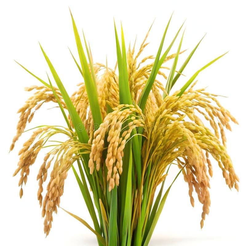 Paddy